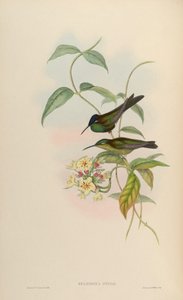Heliodoxa otero - John Gould